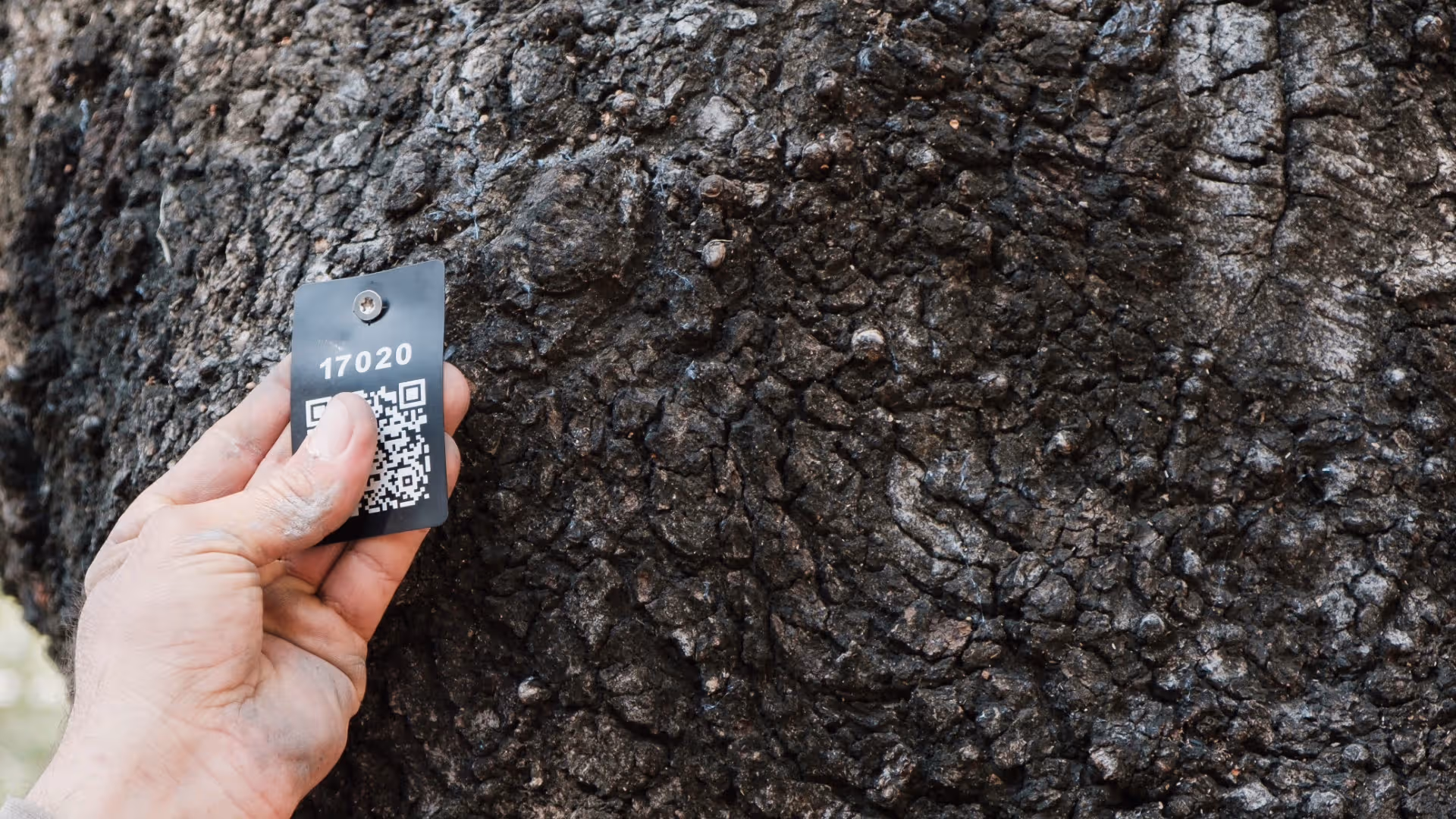 תמונת הנושא של המאמר