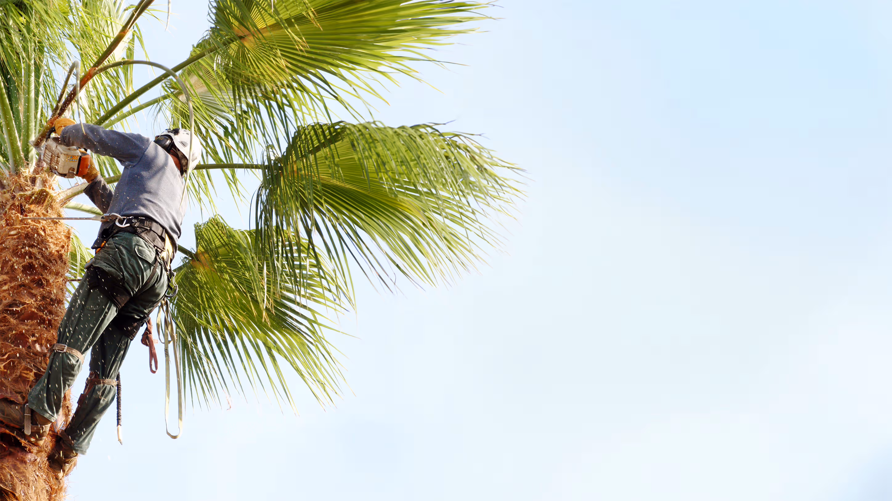 תמונת הנושא של המאמר