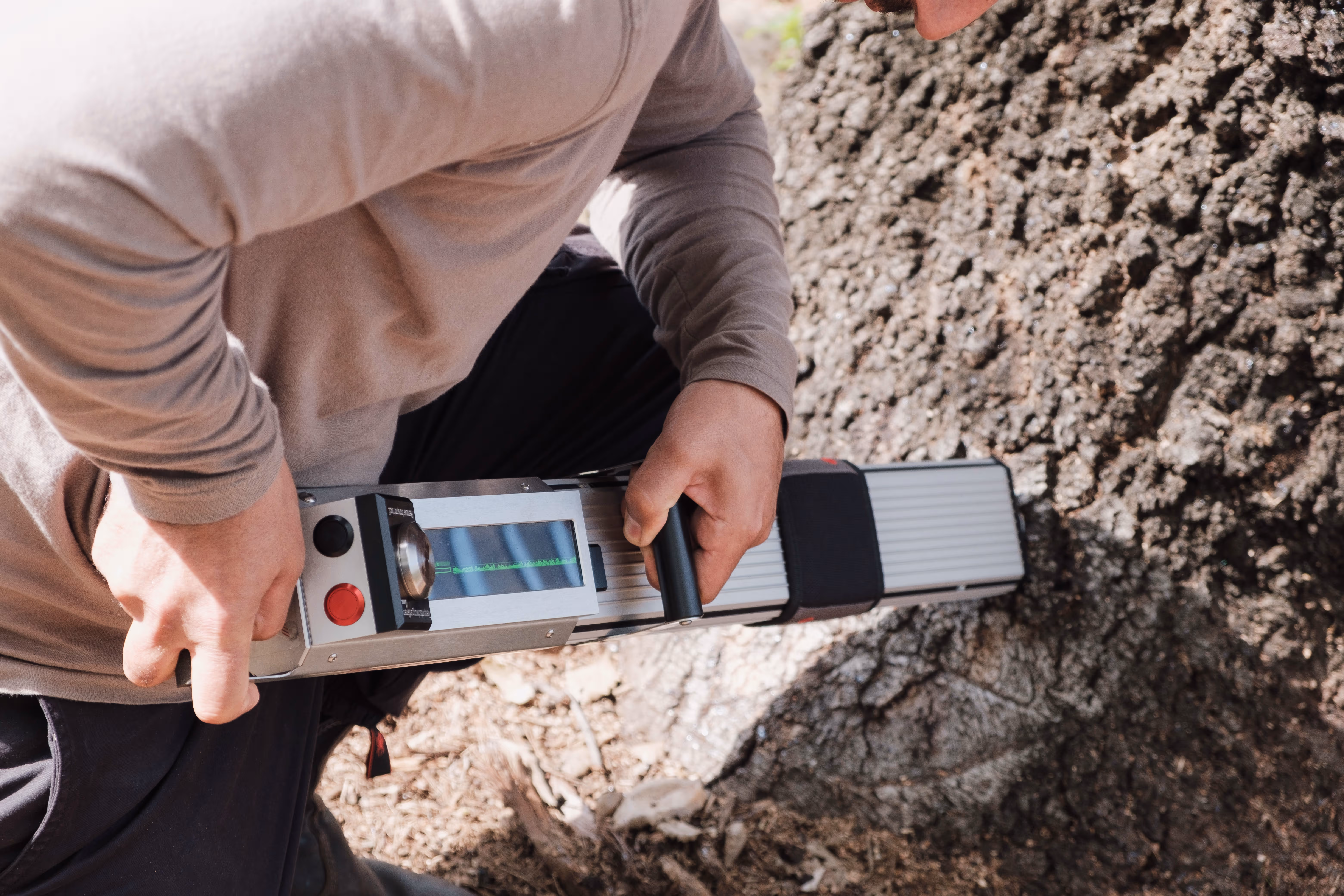 תגית רב־שנתית מותקנת על עץ בוגר